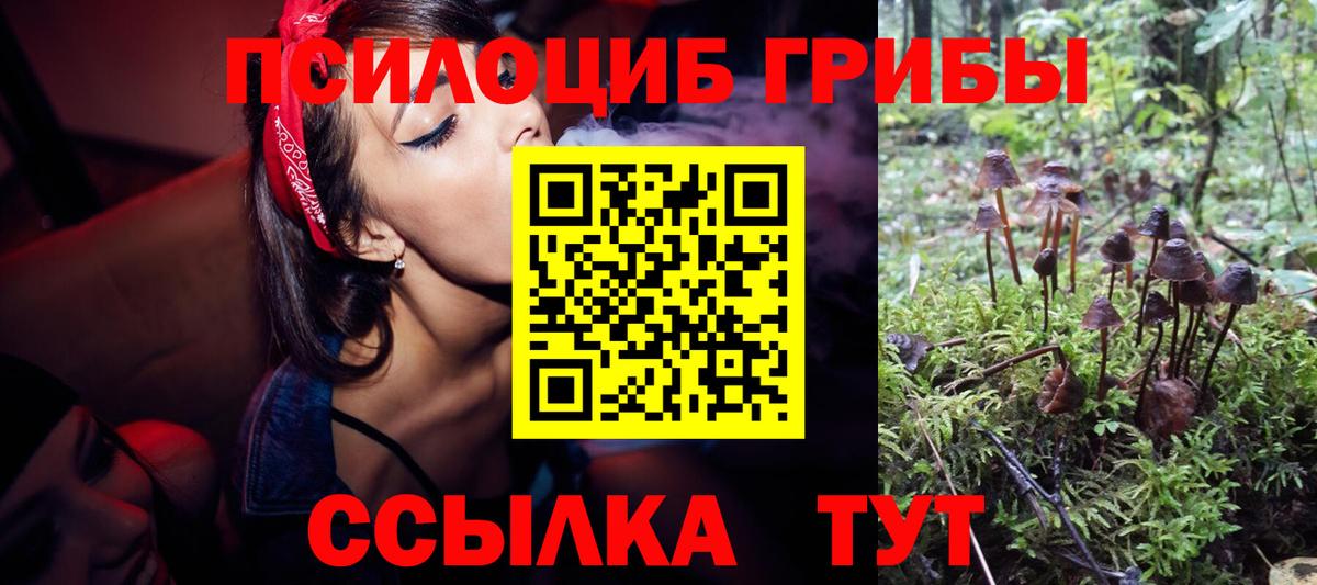 Псилоцибиновые грибы Cubensis Кудымкар